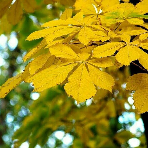 هر چی عادت کنیم ما به هم ما به هم من سیاه تو سفیدی  خاکستریم خاکستر